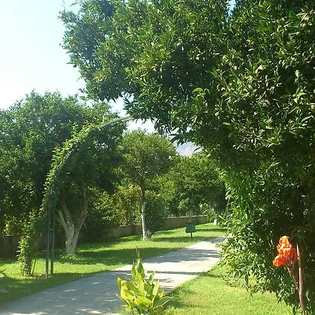 Garden Bergamot