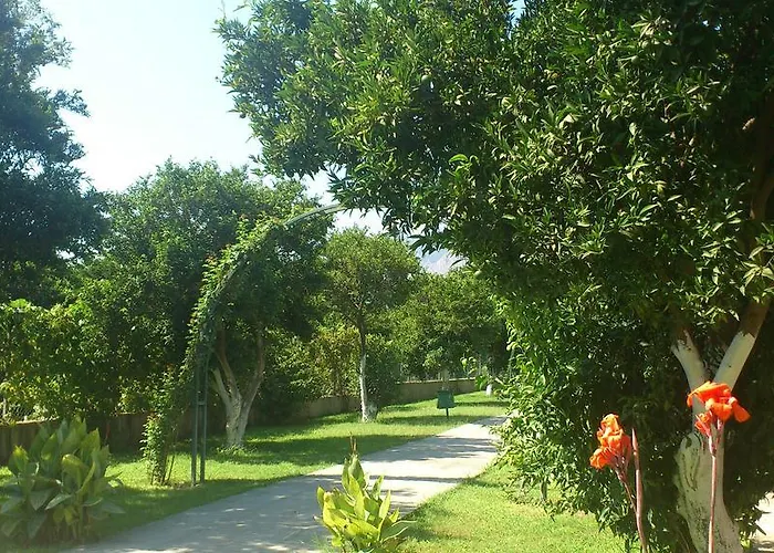 Garden Bergamot